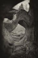 Jolan Farkas - Tangled