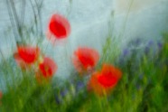 Susan_Ruach02