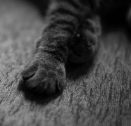 catpaws2_lisalong