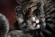 cats playing_lisalong