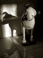 Virgil_Fox_Nipper