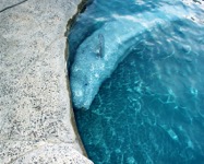 Virgil_Fox_Beluga