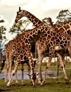 Spot, Necks and Heads, Everywhere