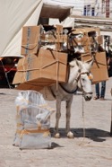 Carpenter_Hydra_Laden