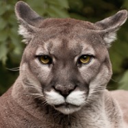 Eric_Henderson_cougar