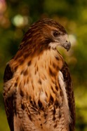 Eric_Henderson_red-tailed hawk 02